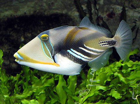triggerfish reef patterns and sharp teeth
