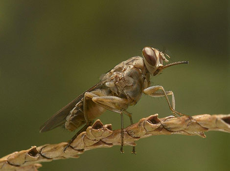 Tsetse Fly resting on a savanna leaf, known for its role as a vector for sleeping sickness.