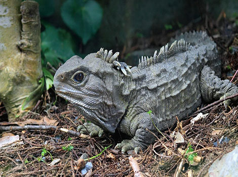 tuatara reptile and third eye