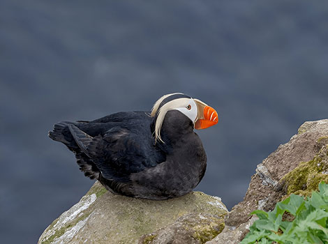 tufted puffin and North Pacific habitat
