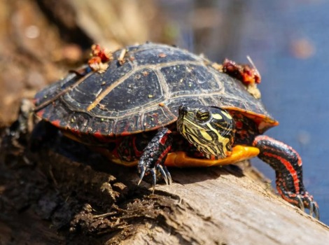 Painted turtle basking on a log