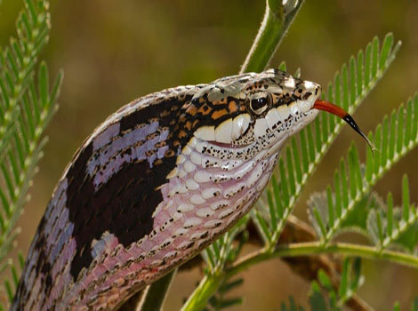 twig snake and remarkable mimicry