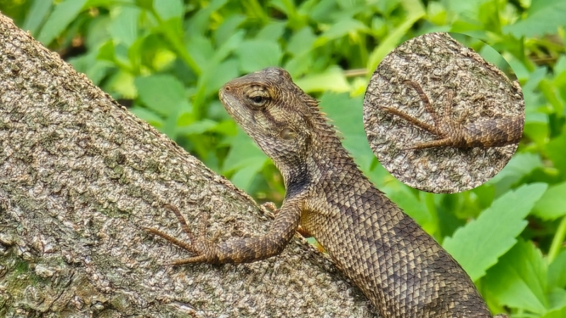 lizard locomotion climbing and burrowing strategies diagram