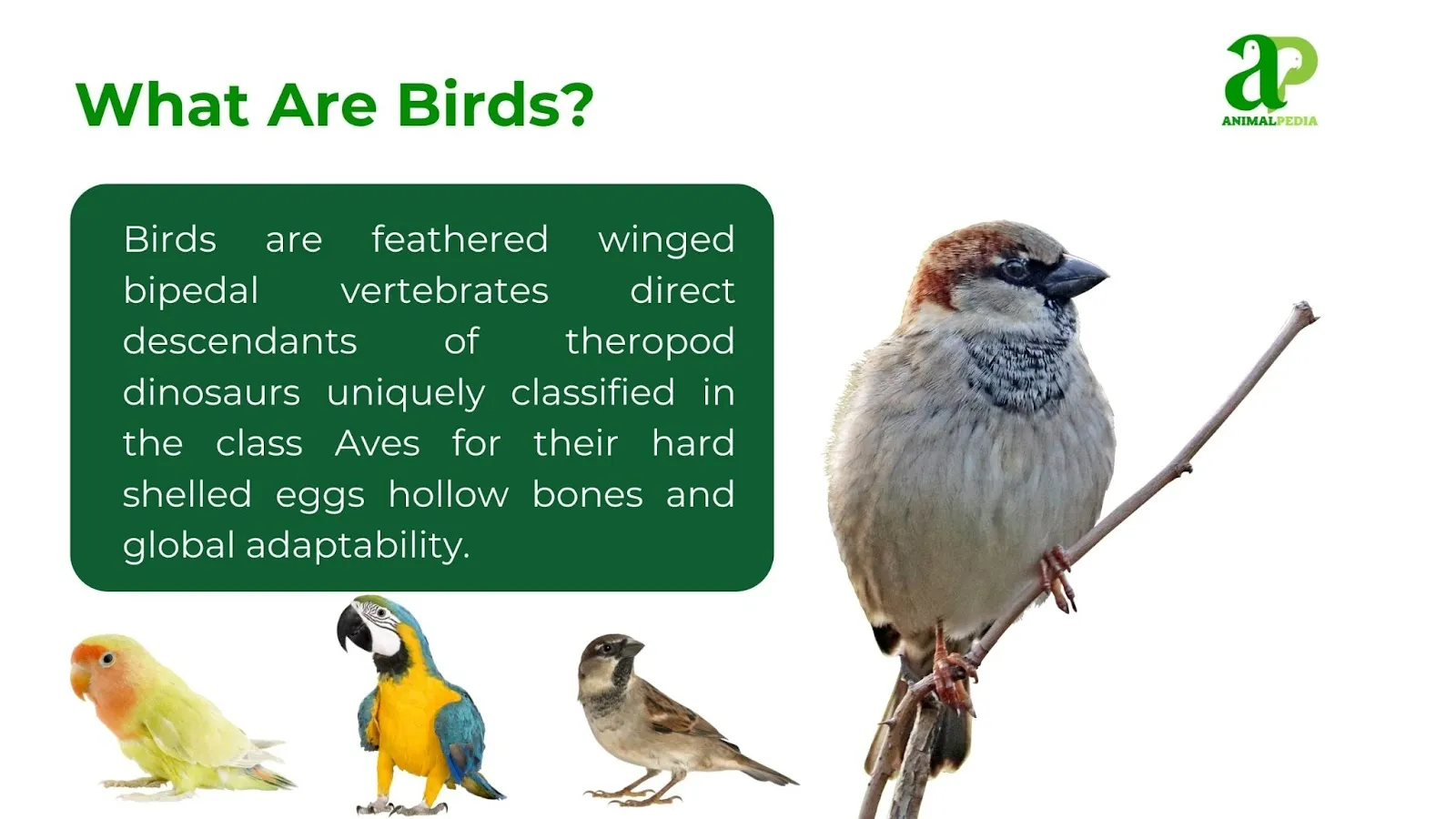 what are birds