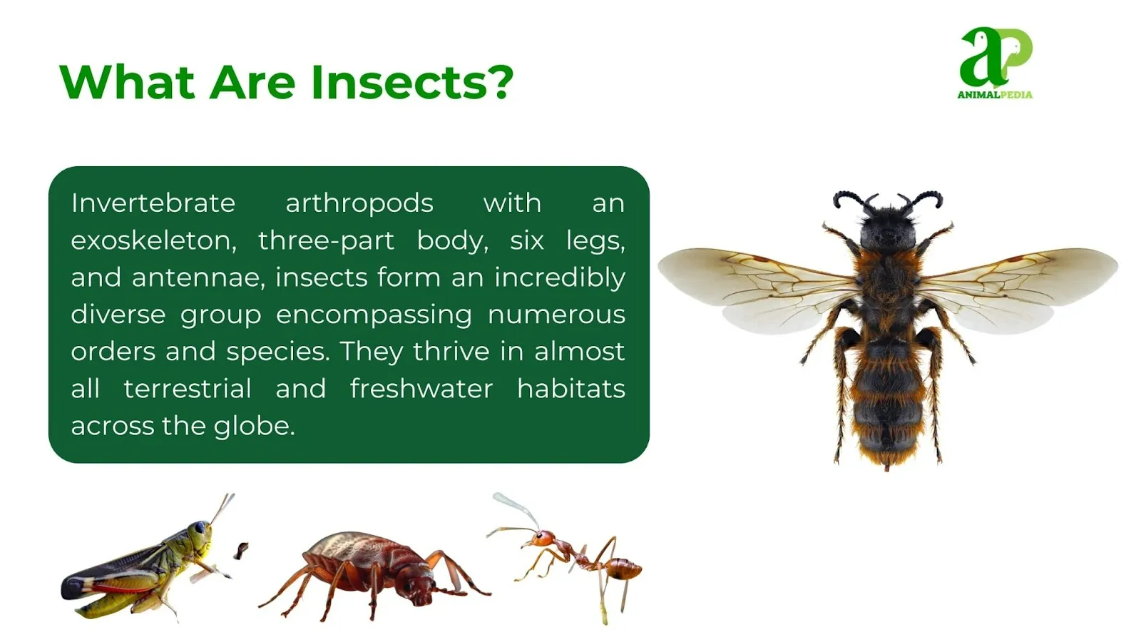 what are insects