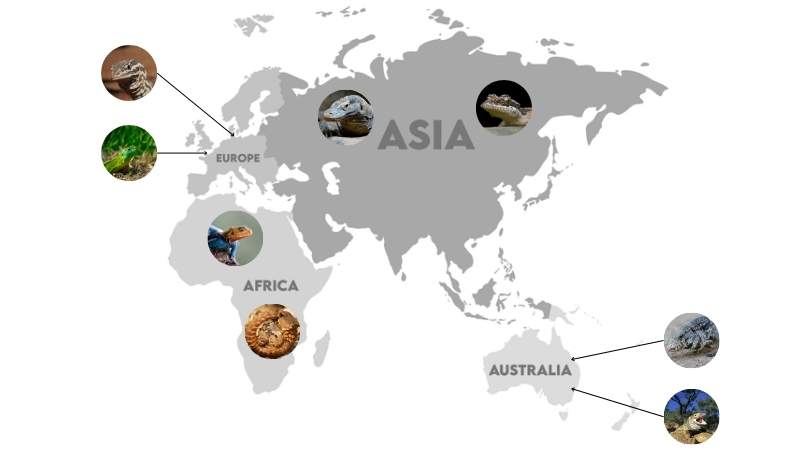 lizard habitats adaptability and global distribution map