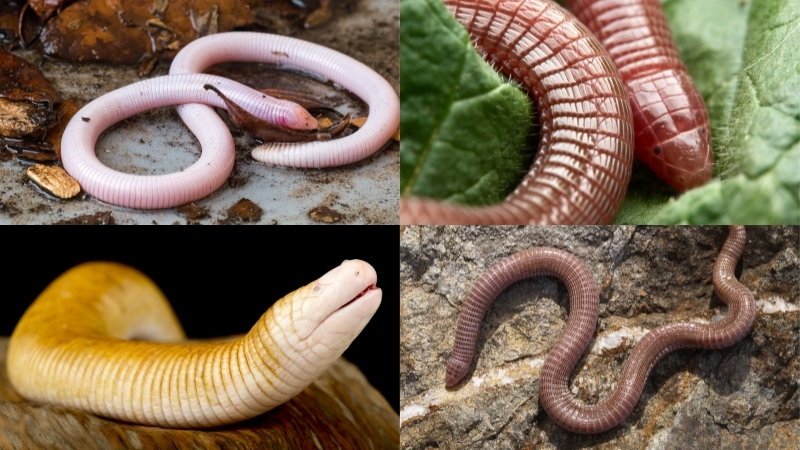 worm lizards