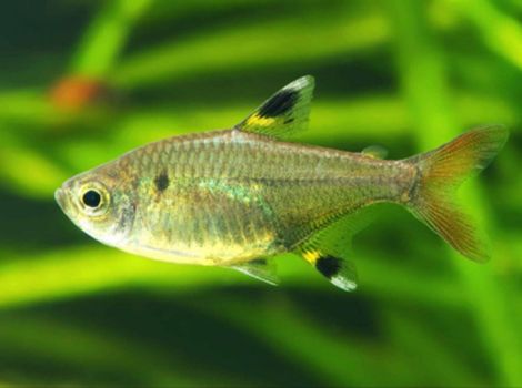 x-ray tetra fish translucent body and fins