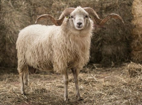 xalda sheep asturias mountain past