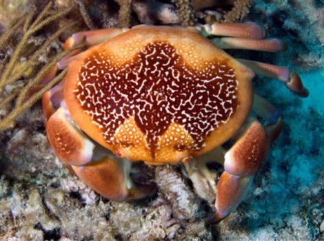 xanthid crab coral reef and feeding behavior