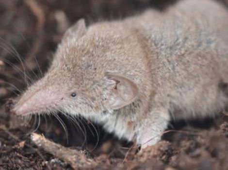 xanthippe shrew east africa pointed snout