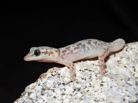 xantus leaf-toed gecko climbing and camouflage