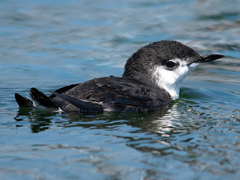 xantus murrelet seabird nesting and Pacific coastal habitat
