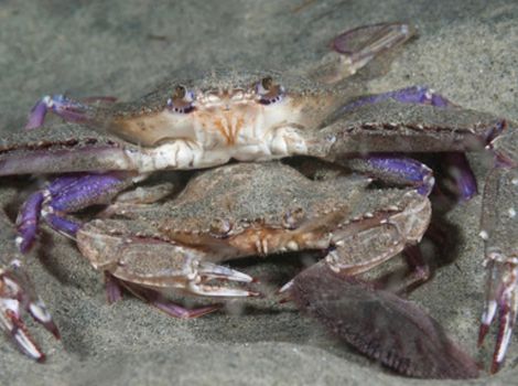 xantus swimming crab and sandy seabed habitat