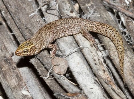 xantusia night lizard desert habitat