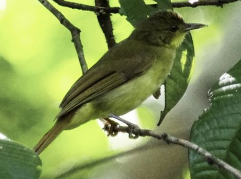 xaviers greenbul forest canopy