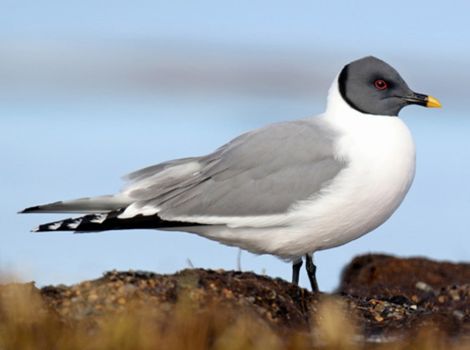 xeme sabines gull breeding plumage