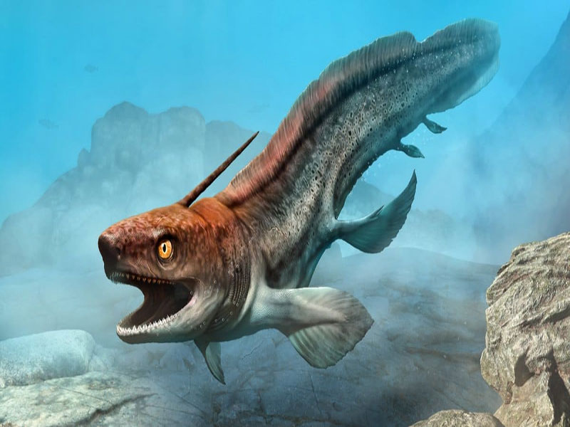 xenacanthus extinct freshwater shark Paleozoic