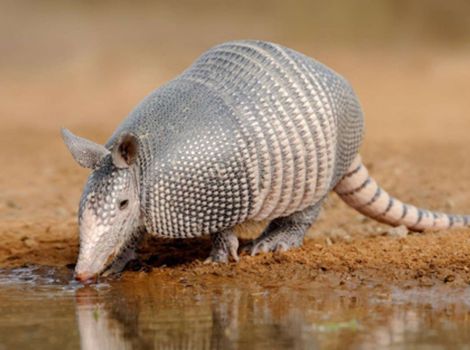xenarthra sloths armadillos and anteaters