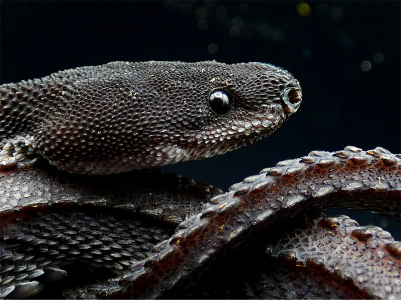 xenodermus javanicus snake