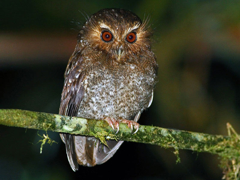 xenoglaux long-whiskered owlet