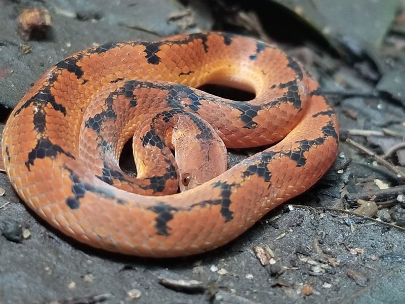 xenopholis scalaris snake and forest habitat