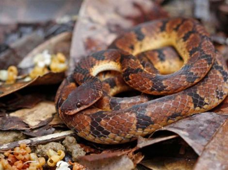 xenopholis scalaris snake