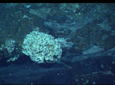 xenophyophore deep-sea organism
