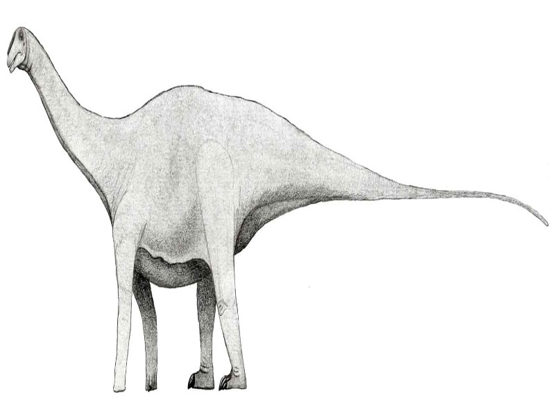 xenoposeidon proneneukos sauropod and herbivorous habitat