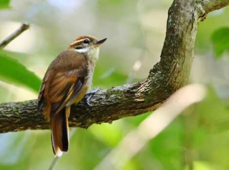 xenops bird plumage and tropical forest habitat