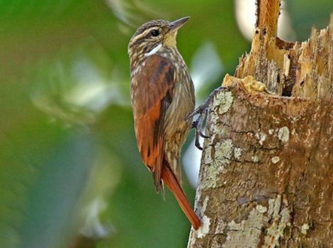 slender-billed xenops foraging and Amazon rainforest habitat
