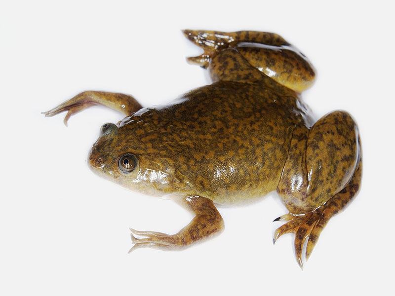 xenopus african clawed frog