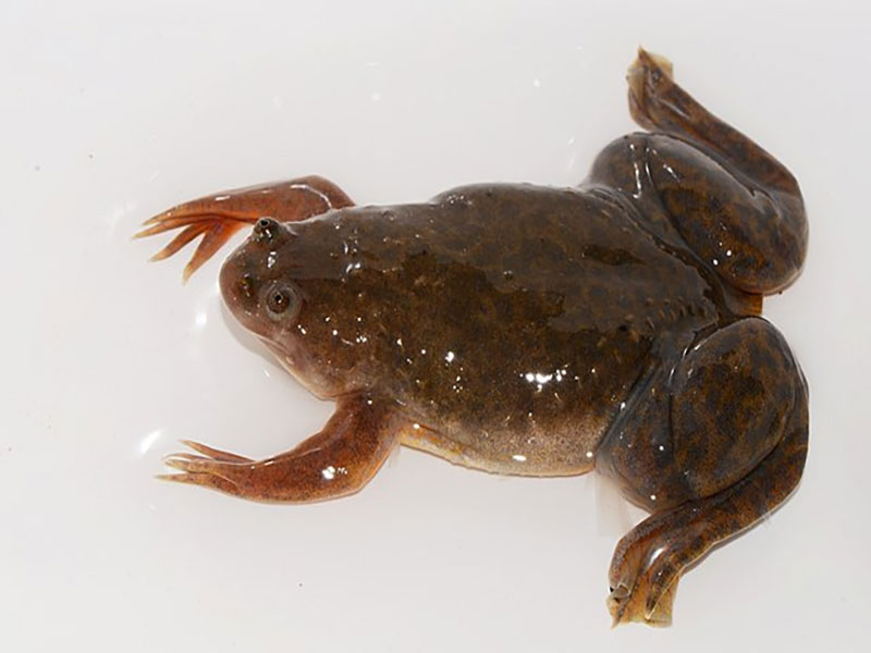 xenopus borealis cape platanna and southern Africa freshwater habitat