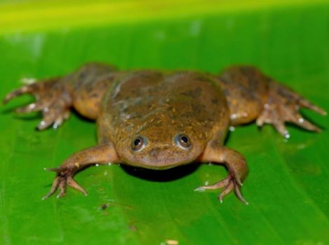 xenopus clawed frog and freshwater wetlands habitat