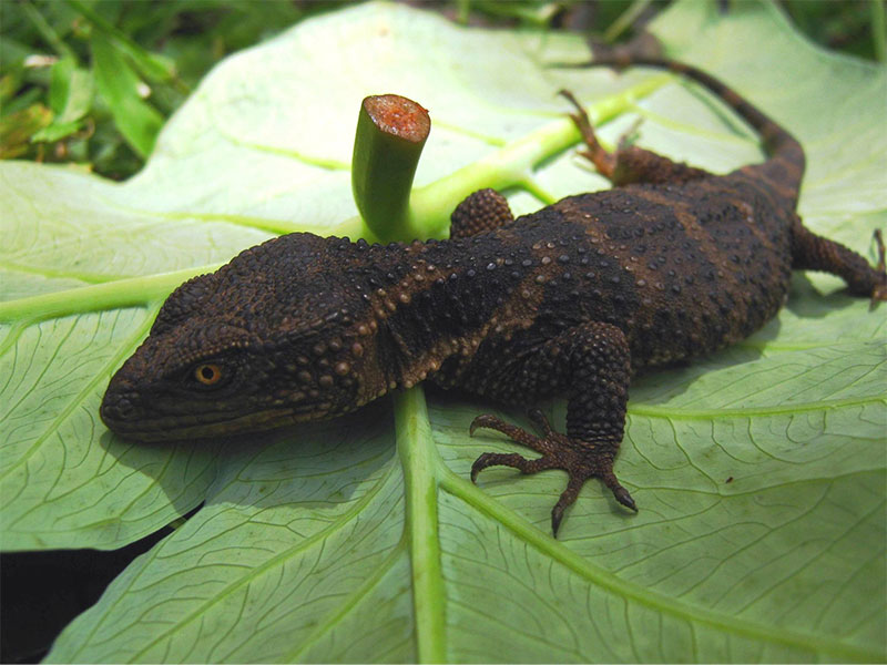 xenosaurus giant alligator lizard rocky habitat