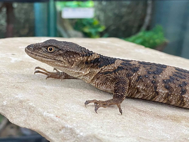 xenosaurus grandis lizard and rocky habitat