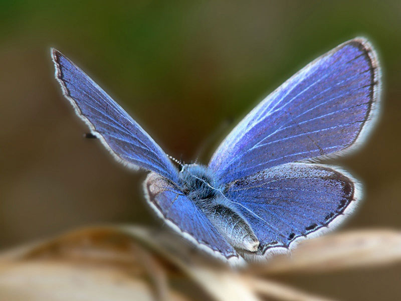 xerces blue extinct butterfly coastal dune habitat