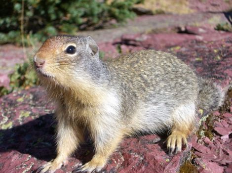 xerinae ground squirrels savanna habitat