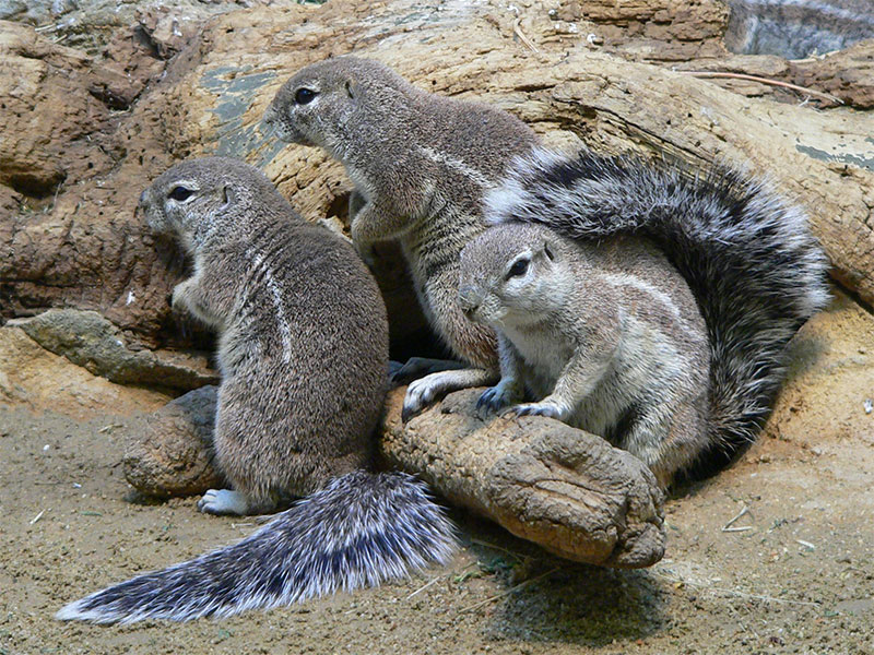 xerinae pygmy gerbil desert habitat and burrowing behavior