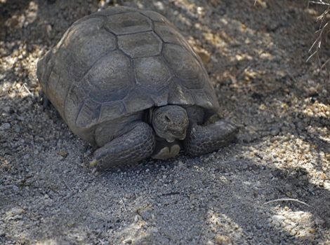 xerobates agassizii desert tortoise