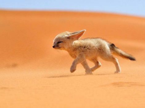 xerocole species adaptations in desert habitat