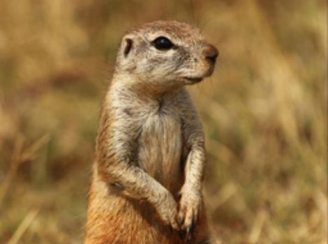 xerus african ground squirrel in savanna