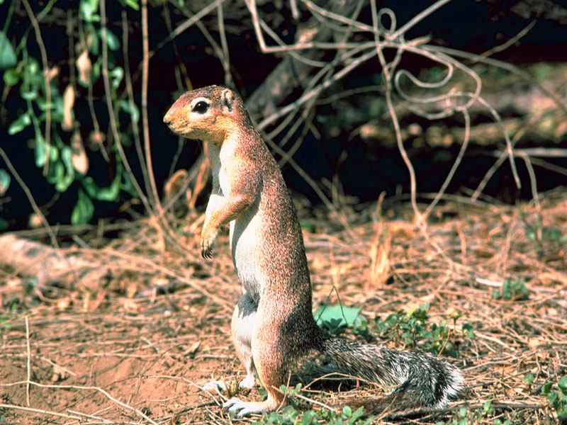 xerus ground squirrel burrow system