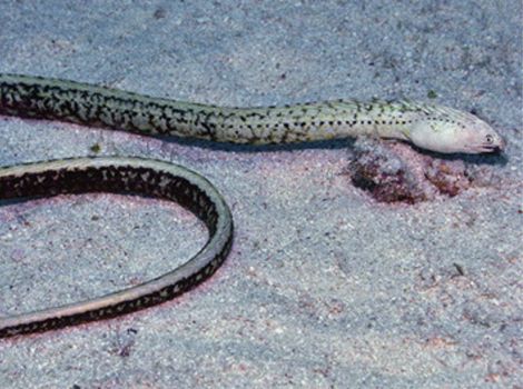 xestochilus nebulosus aquatic gastropod