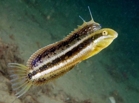 xestus sabretooth blenny mimicry