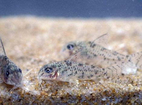 xingu corydoras freshwater fish
