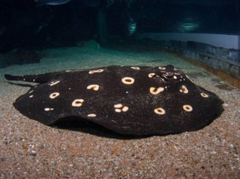 xingu river ray stingray spotted pattern