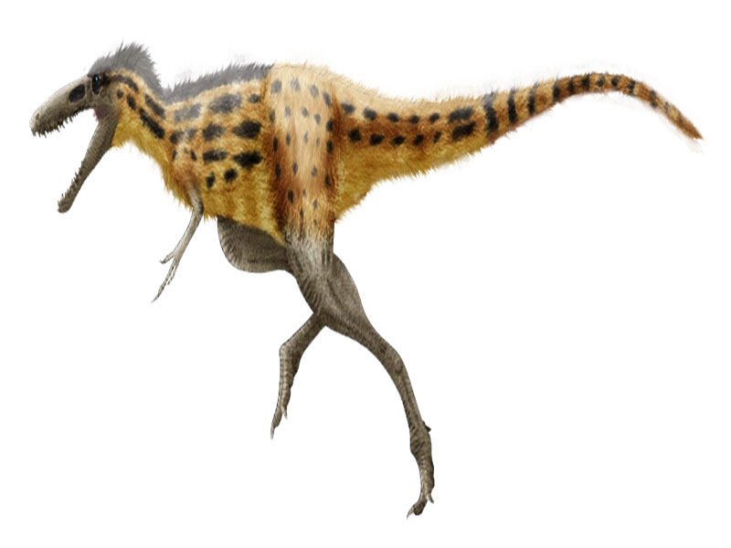 xenoceratops herbivorous dinosaur and Late Cretaceous period habitat