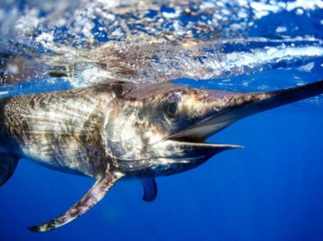 xiphias gladius swordfish and open ocean habitat