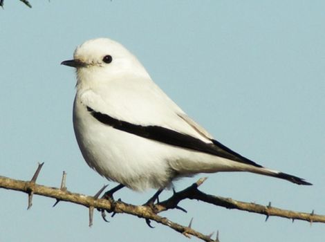 xolmis pale plumage and grassland habitat